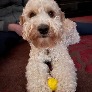 Meet your Posher, Sunny